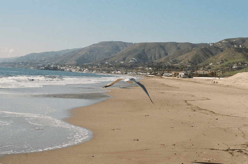 A seagull flies low over an empty sandy beach—one of the prettiest beaches in the world—framed by gentle waves, a distant coastal town, and green hills under a clear blue sky.