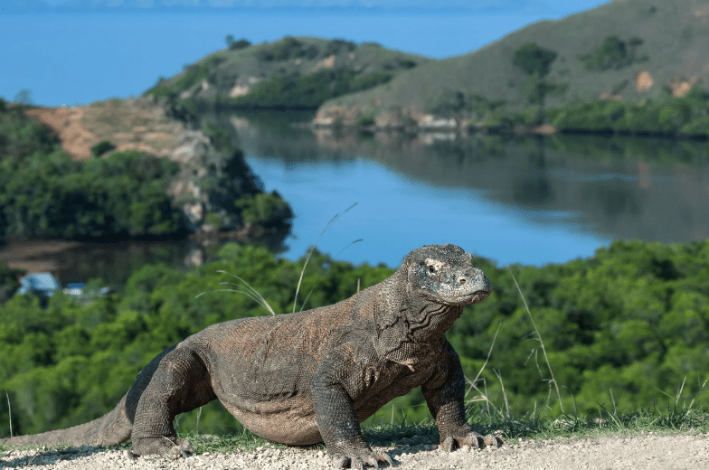 A Komodo dragon stands on rocky ground with green hills and a calm body of water in the background, under a clear blue sky—just steps away from some of the prettiest beaches in the world.
