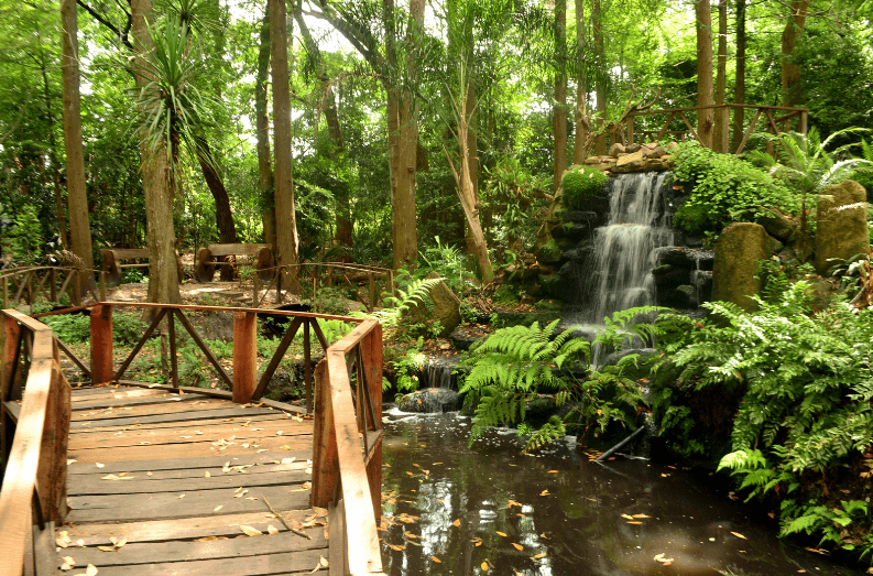 A wooden bridge crosses over a small pond in a lush, green forest. Like many yoga retreats in Costa Rica, a waterfall cascades over rocks to the right, surrounded by ferns and tall trees, creating a peaceful, natural scene.