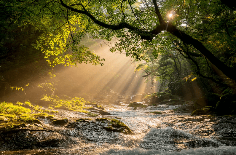 Sunlight streams through lush green trees, illuminating a flowing forest stream with rocks and moss. The peaceful scene evokes the serene atmosphere found at Yoga Retreats in Costa Rica, where nature and tranquility harmoniously blend.